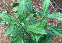 The Ultimate Delicacy: A Northern Vietnamese Treat Reserved for the Most Honored Guests, Now Sought After by City Dwellers Alike.