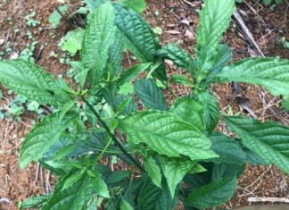 The Ultimate Delicacy: A Northern Vietnamese Treat Reserved for the Most Honored Guests, Now Sought After by City Dwellers Alike.