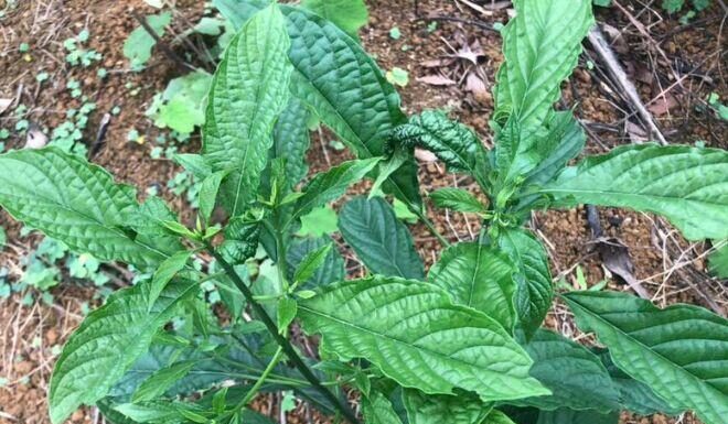 The Ultimate Delicacy: A Northern Vietnamese Treat Reserved for the Most Honored Guests, Now Sought After by City Dwellers Alike.