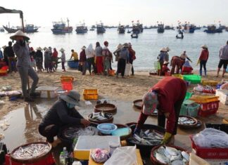 Hundreds of Women Flock to the Quang Ngai Fish Market at Dawn, a Peculiar Name that Leaves Many Puzzled