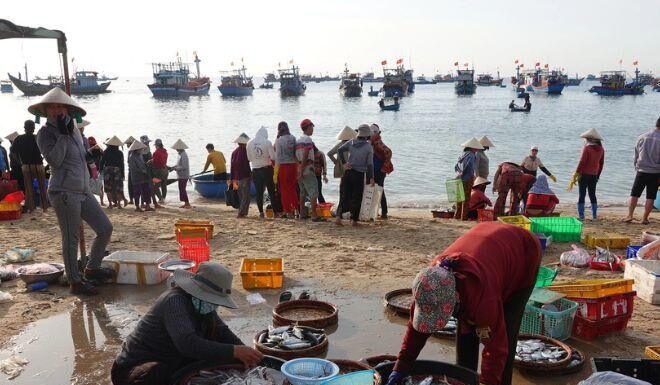 Hundreds of Women Flock to the Quang Ngai Fish Market at Dawn, a Peculiar Name that Leaves Many Puzzled