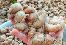 The Ultimate Superfood Hiding in the Mountains of Northwest Vietnam: A Ginger-like Root with Medicinal Properties and Culinary Versatility.