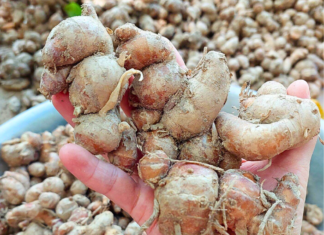 The Ultimate Superfood Hiding in the Mountains of Northwest Vietnam: A Ginger-like Root with Medicinal Properties and Culinary Versatility.