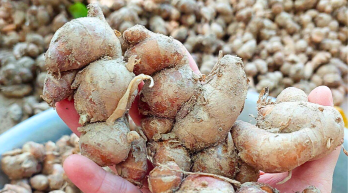 The Ultimate Superfood Hiding in the Mountains of Northwest Vietnam: A Ginger-like Root with Medicinal Properties and Culinary Versatility.