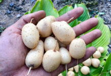 “The Underground Treasure”: A Delicacy with a Unique Name, Harvested Once a Year, This Dish is a Nostalgic Taste of Childhood for Many in the Mekong Delta Region of Vietnam.