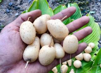 “The Underground Treasure”: A Delicacy with a Unique Name, Harvested Once a Year, This Dish is a Nostalgic Taste of Childhood for Many in the Mekong Delta Region of Vietnam.