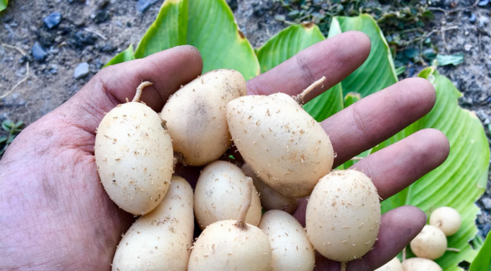 “The Underground Treasure”: A Delicacy with a Unique Name, Harvested Once a Year, This Dish is a Nostalgic Taste of Childhood for Many in the Mekong Delta Region of Vietnam.
