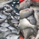 The Weirdly-Named Fish: A Delicacy That Tastes Like Chicken and is Hard to Come By