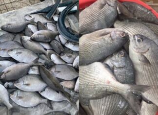 The Weirdly-Named Fish: A Delicacy That Tastes Like Chicken and is Hard to Come By