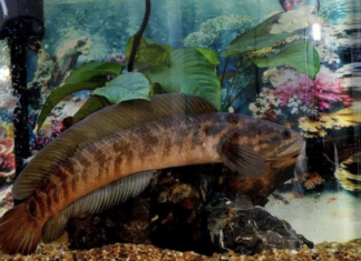 The Ancient Fish, Once a Delicacy Fit for Kings, is Now a Rare Treat, Fetching Hundreds of Thousands of Dong per Kilogram and Sparking a Frenzy Among Food Enthusiasts.