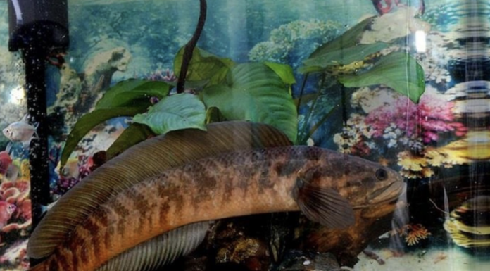 The Ancient Fish, Once a Delicacy Fit for Kings, is Now a Rare Treat, Fetching Hundreds of Thousands of Dong per Kilogram and Sparking a Frenzy Among Food Enthusiasts.