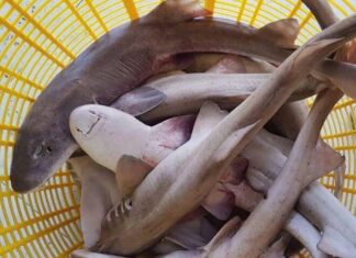 The “Water Monster” Fish in Quang Binh that Makes People Run for their Lives is an Ultra-Rare Delicacy, Served Only to Honored Guests