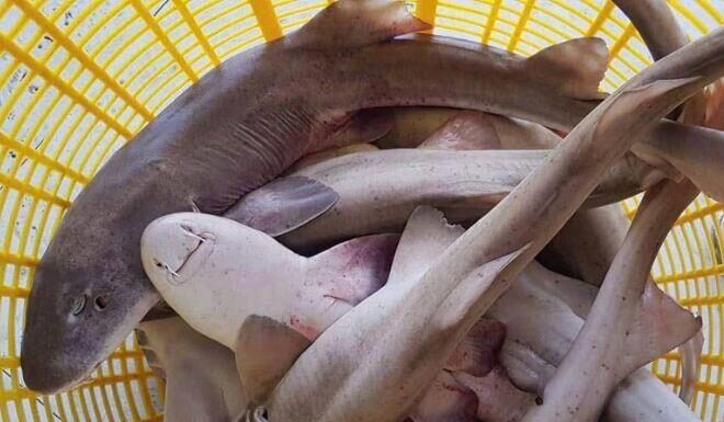 The “Water Monster” Fish in Quang Binh that Makes People Run for their Lives is an Ultra-Rare Delicacy, Served Only to Honored Guests