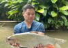The Ultimate Delicacy: A Rare Freshwater Fish Once Reserved for Royalty, Now Sought After by Connoisseurs Despite Sky-High Prices.