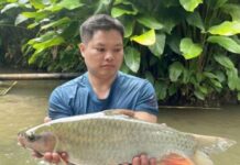 The Ultimate Delicacy: A Rare Freshwater Fish Once Reserved for Royalty, Now Sought After by Connoisseurs Despite Sky-High Prices.