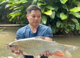 The Ultimate Delicacy: A Rare Freshwater Fish Once Reserved for Royalty, Now Sought After by Connoisseurs Despite Sky-High Prices.