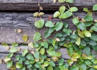 The Wild Weed That’s Actually a Super Healthy Vegetable – A Foraged Delicacy Worth Up to $3/lb