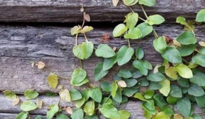 The Wild Weed That’s Actually a Super Healthy Vegetable – A Foraged Delicacy Worth Up to $3/lb