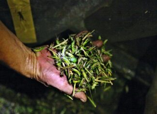 “The Crop-Destroying Insects Now Known as ‘Flying Shrimp’ Are a Delicacy That Rivals Chicken: A Culinary Adventure”