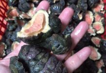 The Ultimate Delicacy: A Frighteningly Delicious Treat