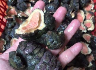 The Ultimate Delicacy: A Frighteningly Delicious Treat