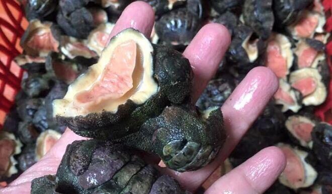 The Ultimate Delicacy: A Frighteningly Delicious Treat