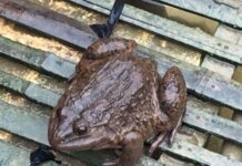 The Ultimate Delicacy: Unveiling the Unique and Rare Specialty of Lang Son, Vietnam
A tantalizing taste of history, this peculiar-looking delicacy was once exclusively reserved for royalty. Now, it’s a rare treat that needs protection.