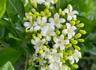 The Flower That’s “Pricier Than Gold”, with a Fragrance 10 Times Stronger Than Agarwood, Blooming All Year Round Except for the Coldest Months