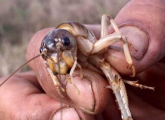 The Once-Shunned Creature, Now a Delicacy: Diners Flock for a Taste Despite the Hefty Price Tag of Nearly 1 Million VND per Kilogram