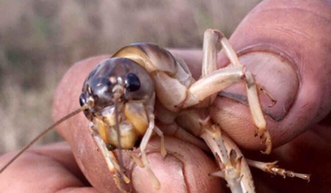 The Once-Shunned Creature, Now a Delicacy: Diners Flock for a Taste Despite the Hefty Price Tag of Nearly 1 Million VND per Kilogram