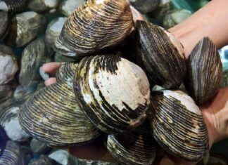 The Ultimate Male Tonic: A Local Delicacy from Quang Ninh with a Rather Unfortunate Name