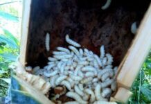 The Creature That Strikes Fear into Many Hearts is a Rare Delicacy with a Crisp, Rich Taste, Commanding a Price of 700,000 VND.