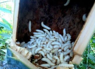 The Creature That Strikes Fear into Many Hearts is a Rare Delicacy with a Crisp, Rich Taste, Commanding a Price of 700,000 VND.