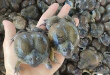 The Slimy Spherical Delicacy: A Bizarre Yet Sought-After Treat in Binh Thuan Province