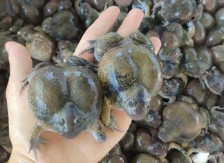 The Slimy Spherical Delicacy: A Bizarre Yet Sought-After Treat in Binh Thuan Province