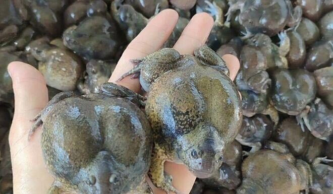 The Slimy Spherical Delicacy: A Bizarre Yet Sought-After Treat in Binh Thuan Province