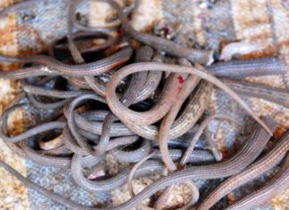 The Ultimate Delicacy in Tay Ninh: A Creepy Crawly Treat for the Brave Foodie.