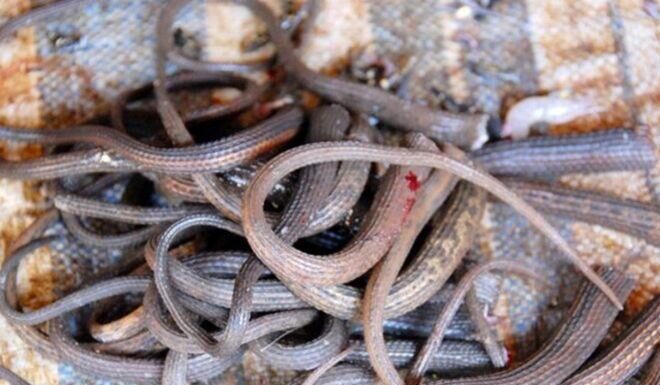 The Ultimate Delicacy in Tay Ninh: A Creepy Crawly Treat for the Brave Foodie.