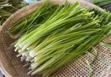 A Heavenly Gift: From Forgotten Delicacy to Cult Favorite, This Ancient Treat Still Commands a Premium Price.