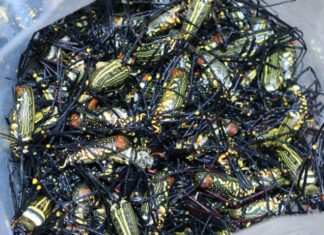 “Nature’s Bounty”: The Post-Rain Delicacy in Nghe An That Has Food Connoisseurs in Awe.