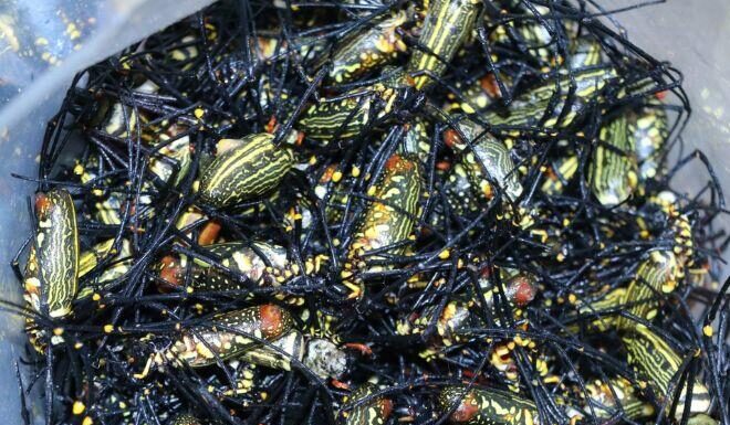 “Nature’s Bounty”: The Post-Rain Delicacy in Nghe An That Has Food Connoisseurs in Awe.