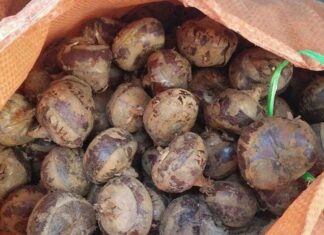 The Secret Mud-grown Delicacy: A Forgotten Vegetable Turned City Favorite, Now Selling at 80,000 VND per kg.