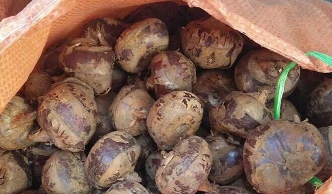 The Secret Mud-grown Delicacy: A Forgotten Vegetable Turned City Favorite, Now Selling at 80,000 VND per kg.