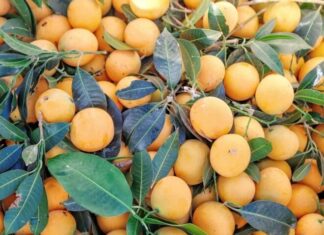 “Nature’s Bounty”: A Tasty Treat to Sour Your Favorite Soup, Priced at Just 50,000 VND per kg, This Tree Will Feed Your Whole Family and Bring Good Fortune to Your Home.