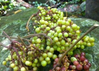 “Heaven’s Blessing”: A Wild Delicacy Transformed into Today’s Coveted Luxury