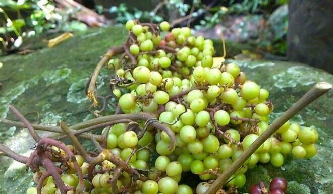 “Heaven’s Blessing”: A Wild Delicacy Transformed into Today’s Coveted Luxury