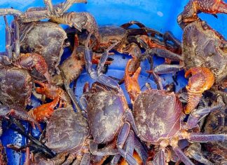 “A Heavenly Delicacy Falls from the Sky: From Ignored to Sought-After, This Rain-Induced Treat Commands a Premium Price of 300,000 VND per Kilogram”