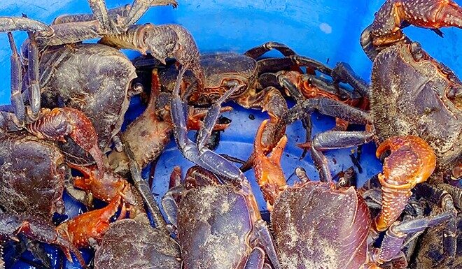 “A Heavenly Delicacy Falls from the Sky: From Ignored to Sought-After, This Rain-Induced Treat Commands a Premium Price of 300,000 VND per Kilogram”