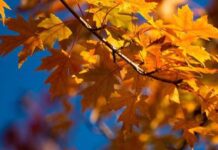 The Fortunate Few: Unveiling the Secrets of a Blessed Life