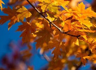 The Fortunate Few: Unveiling the Secrets of a Blessed Life